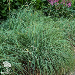 Осока повислая Блю Зингер