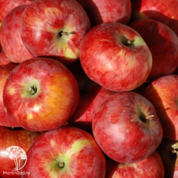 Яблоня Апорт