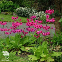 Примула японская Миллерз Кримсон