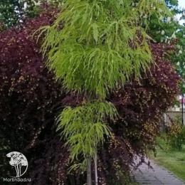 Клён остролистный Палдиски на штамбе