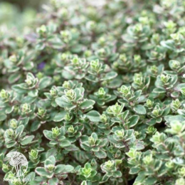 Набор для мяса тимьян Сильвер Куин + шалфей Виола Клозе