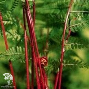 Страусник женский Леди ин Ред