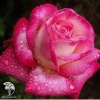 Роза чайно-гибридная Роза Гожар на штамбе фото 1 