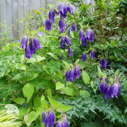 Колокольчик Сарастро