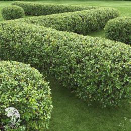 Кизильник блестящий