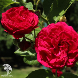 Роза плетистая Чеви Чейз