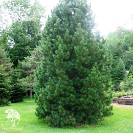 Сосна румилейская