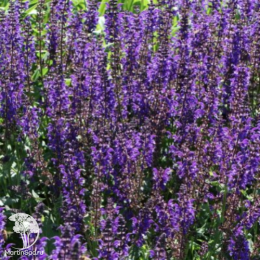 Набор для мяса тимьян Голден Лемон + тимьян Фредо Стронг + шалвей Мерло Блю