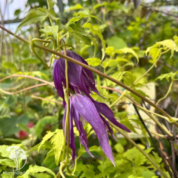 Клематис Блю Сюрпрайз