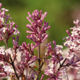 Сирень Джози на штамбе