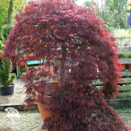 Клён веерный Тамукэяма