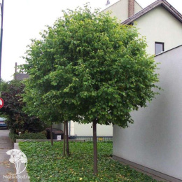 Липа мелколистная Грин Глоб на штамбе