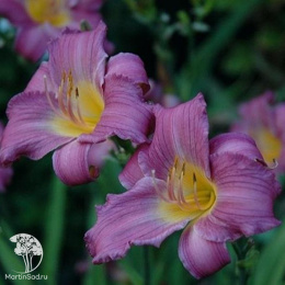 Лилейник Блю Шин