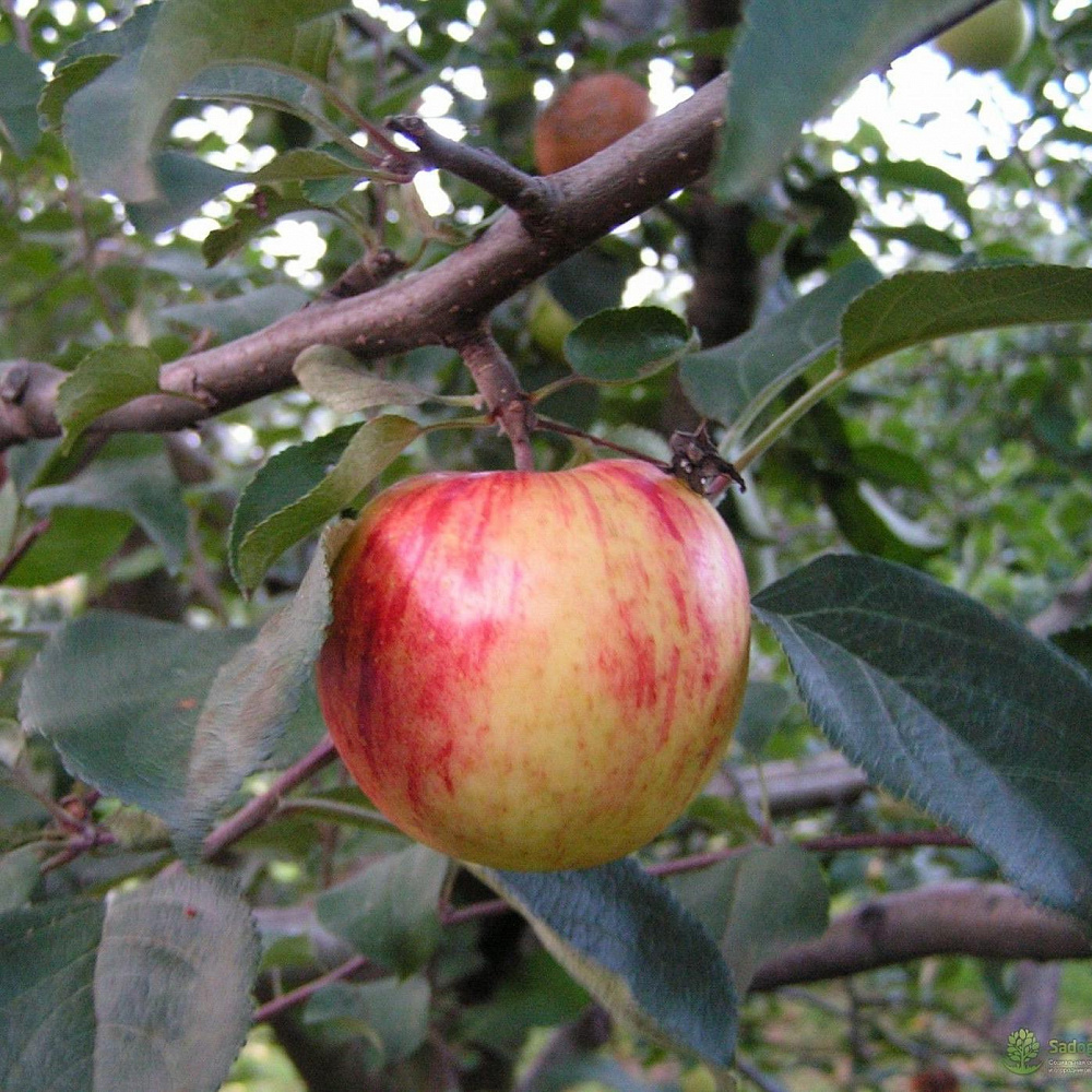 Яблоня сорт Орлинка