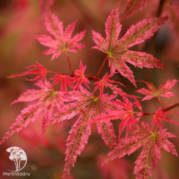 Клен веерный Феникс