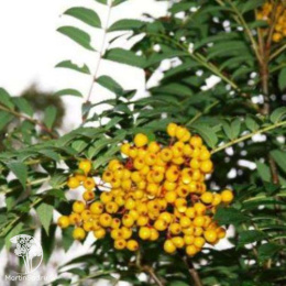 Рябина обыкновенная Отем Спайр