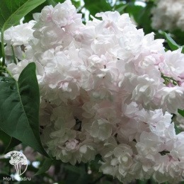 Сирень обыкновенная Красавица Москвы