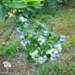 Голубика высокорослая Блюэтта