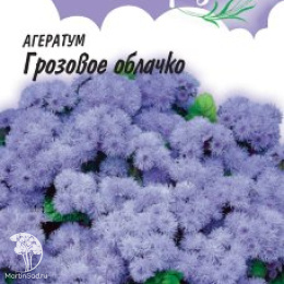 Агератум Грозовое облачко, серия Лавандовые грезы