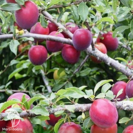 Сверхвыгодный комплект! Алыча Найдена + опылитель Алыча Мара