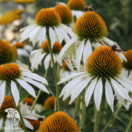 Эхинацея пурпурная Примадонна Вайт