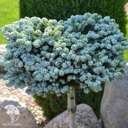 Пихта корейская Когоутс Айсбрекер на штамбе