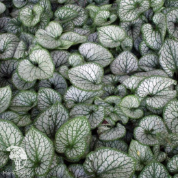 Бруннера крупнолистная Александерс Грейт