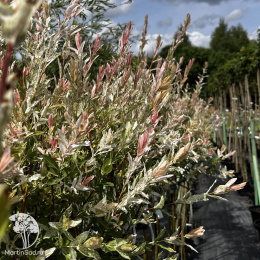 Ива цельнолистная Хакуро-Нишики на штамбе