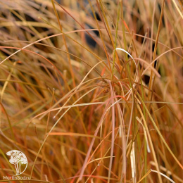 Осока косматая (волосовидная)  Бронз Форм