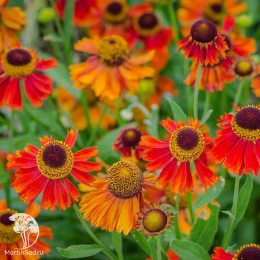 Гелениум гибридный