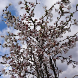 Вишня японская Коджо-но-маи на штамбе