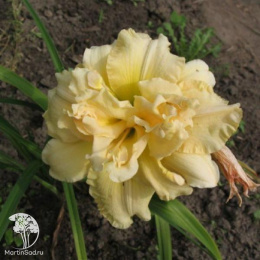 Лилейник Икебана Стар