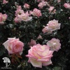Роза чайно-гибридная Принцесса де Монако фото 2 