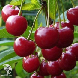 Вишня Любская