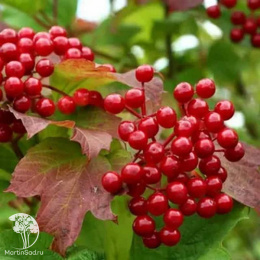 Калина Красный коралл