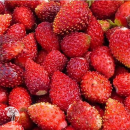 Земляника Али-Баба