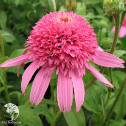 Эхинацея пурпурная Пинк Дабл Делайт