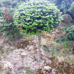 Пихта корейская Тундра