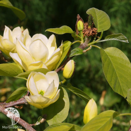 Магнолия заостренная Лоис