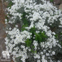 Гвоздика травянка Альбифлорус