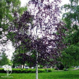 Берёза повислая Пурпуреа