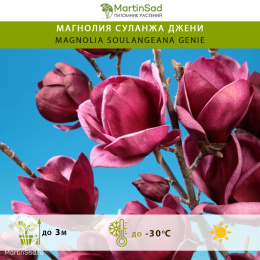 Магнолия суланжа Джени