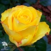 Роза чайно-гибридная Керио фото 3 