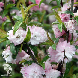 Вишня железистая Розеа Плена