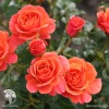 Роза кустовая Ламбада на штамбе фото 5 