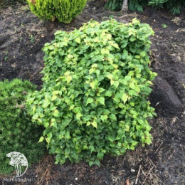 Липа мелколистная Лико на штамбе