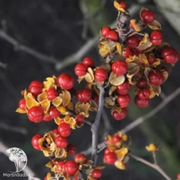 Древогубец круглолистный Диана