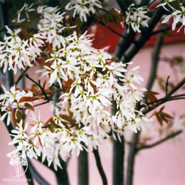 Ирга канадская Балерина на штамбе