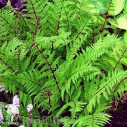 Страусник женский Леди ин Ред