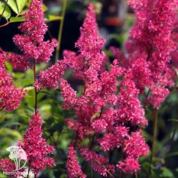 Астильба японская Бремен